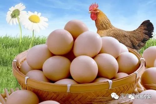 防止母鸡吃蛋的办法,母鸡吃鸡蛋有什么办法