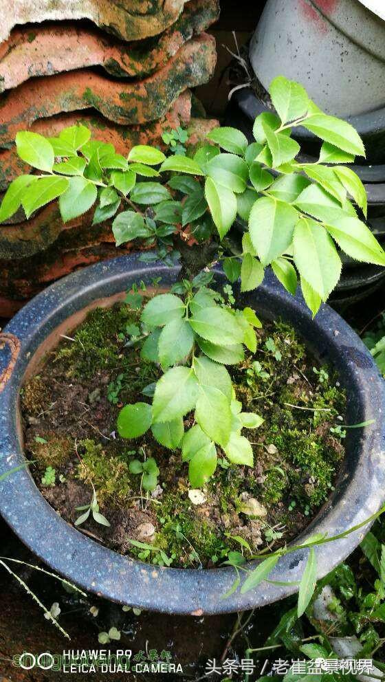 乌饭树做盆景教程,大叶乌饭树和小叶乌饭树都开花吗