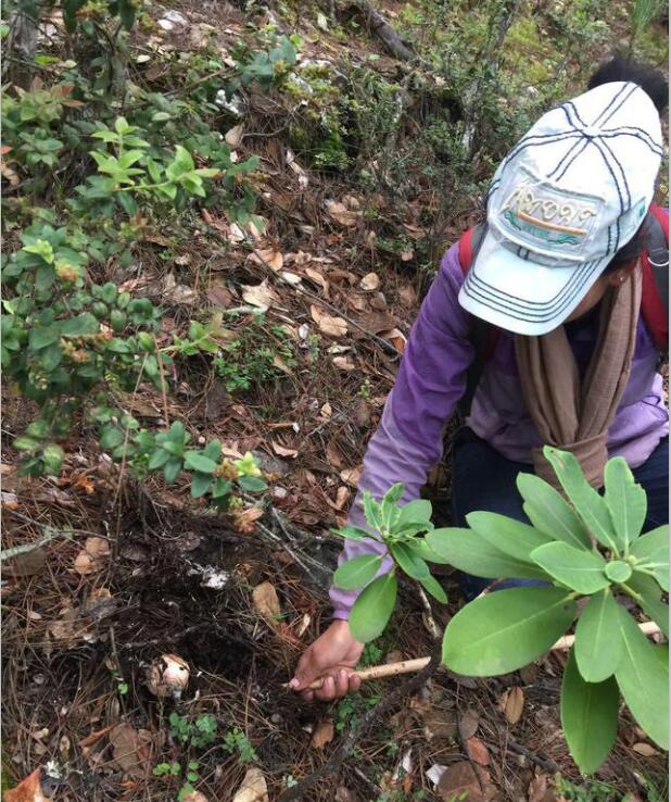 淘宝松茸,电商松茸