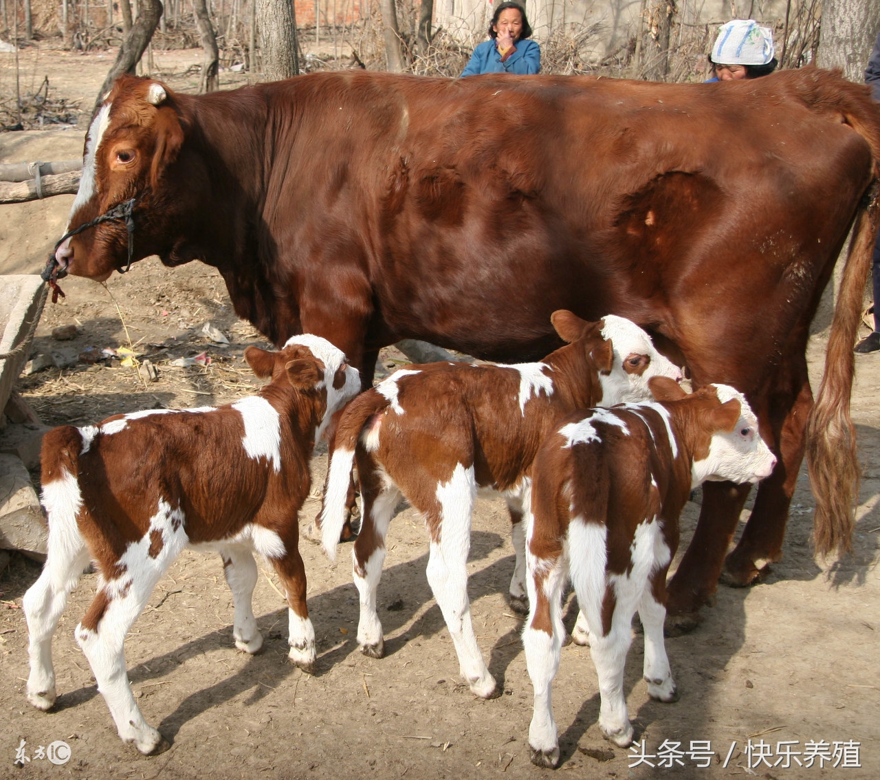 犊牛常见病及治疗方法,初生牛犊常见疾病及治疗方法
