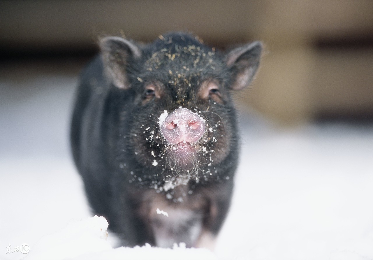 猪痢疾怎么感染的,猪痢疾有什么好办法
