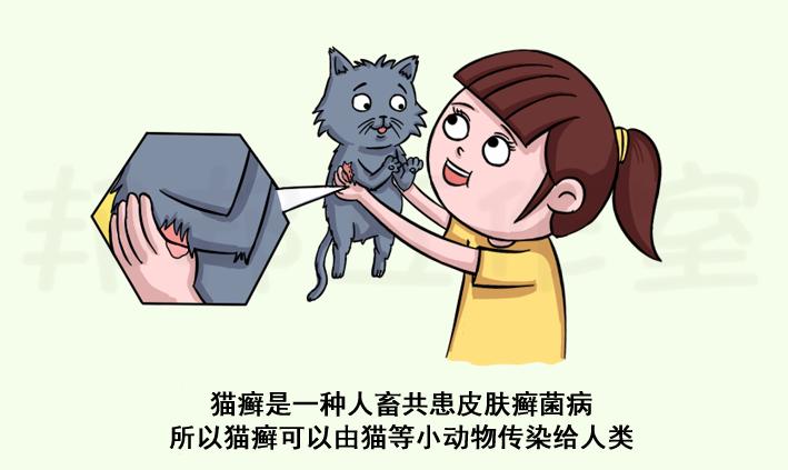 养猫容易得猫癣传染孩子,人被猫传染猫癣怎么才能治好