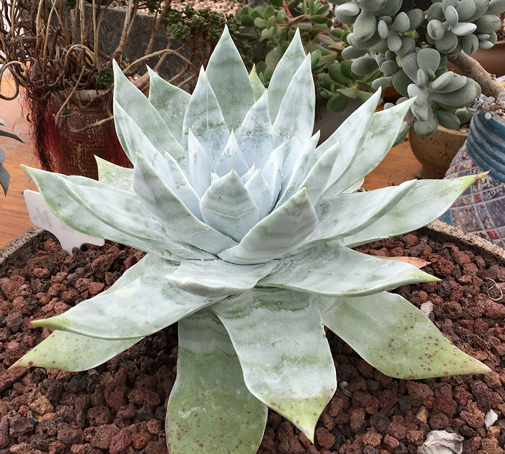 多肉爱杜丽丝仙女杯养护,雪山仙女杯多肉怎么繁殖