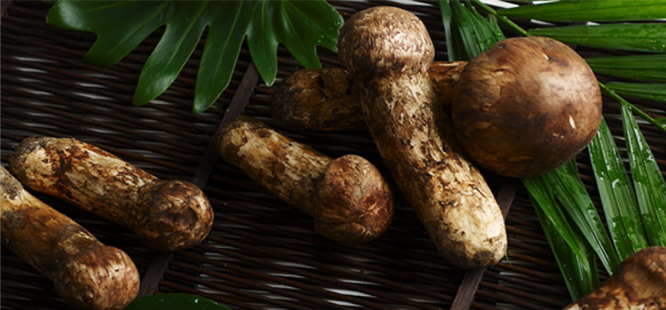 淘宝松茸,电商松茸