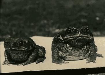 澳洲大量狗舔蟾蜍上瘾,狗狗舔到蟾蜍有没有事