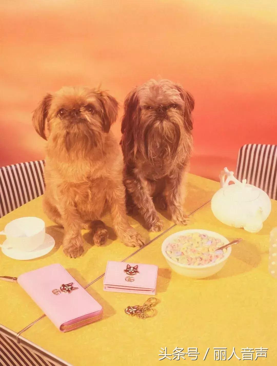 对十二生肖的权威解读表,中国人对十二生肖的看法