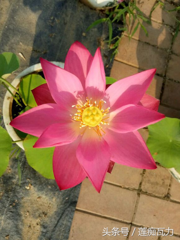 小型碗莲从种植到开花,碗莲养护基地在哪里