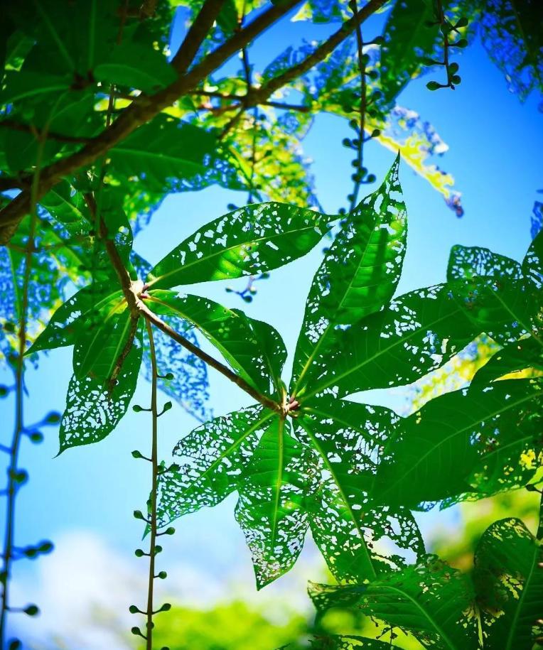 侏罗纪公园取景地有哪些,侏罗纪公园拍摄地