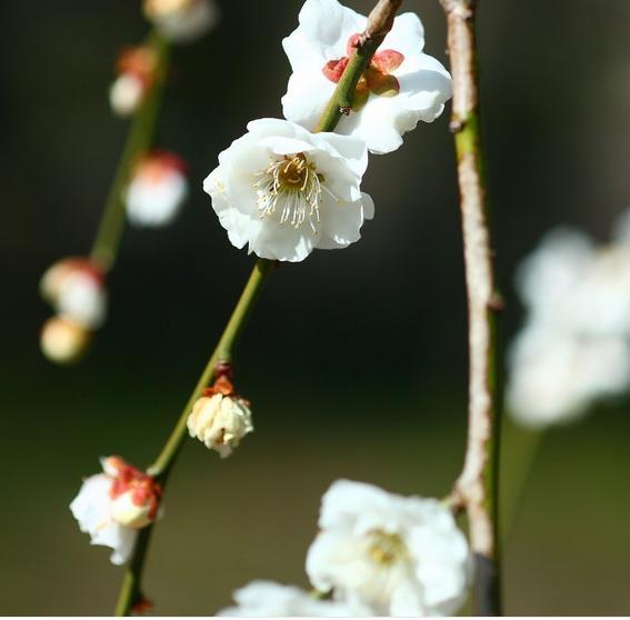 一支在寒冬绽放的腊梅,风雪中绽放的寒冬腊梅