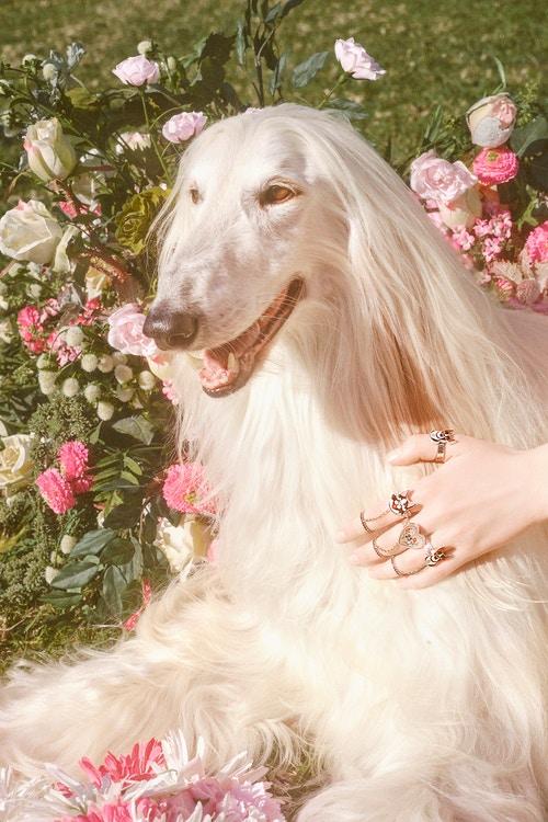 gucci狗头包,gucci狗头包2019