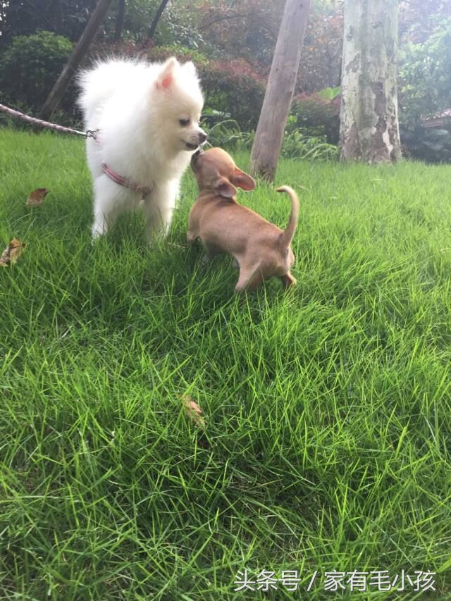 吉娃娃的舌头怎样才能收回去,吉娃娃舌头一直在外面