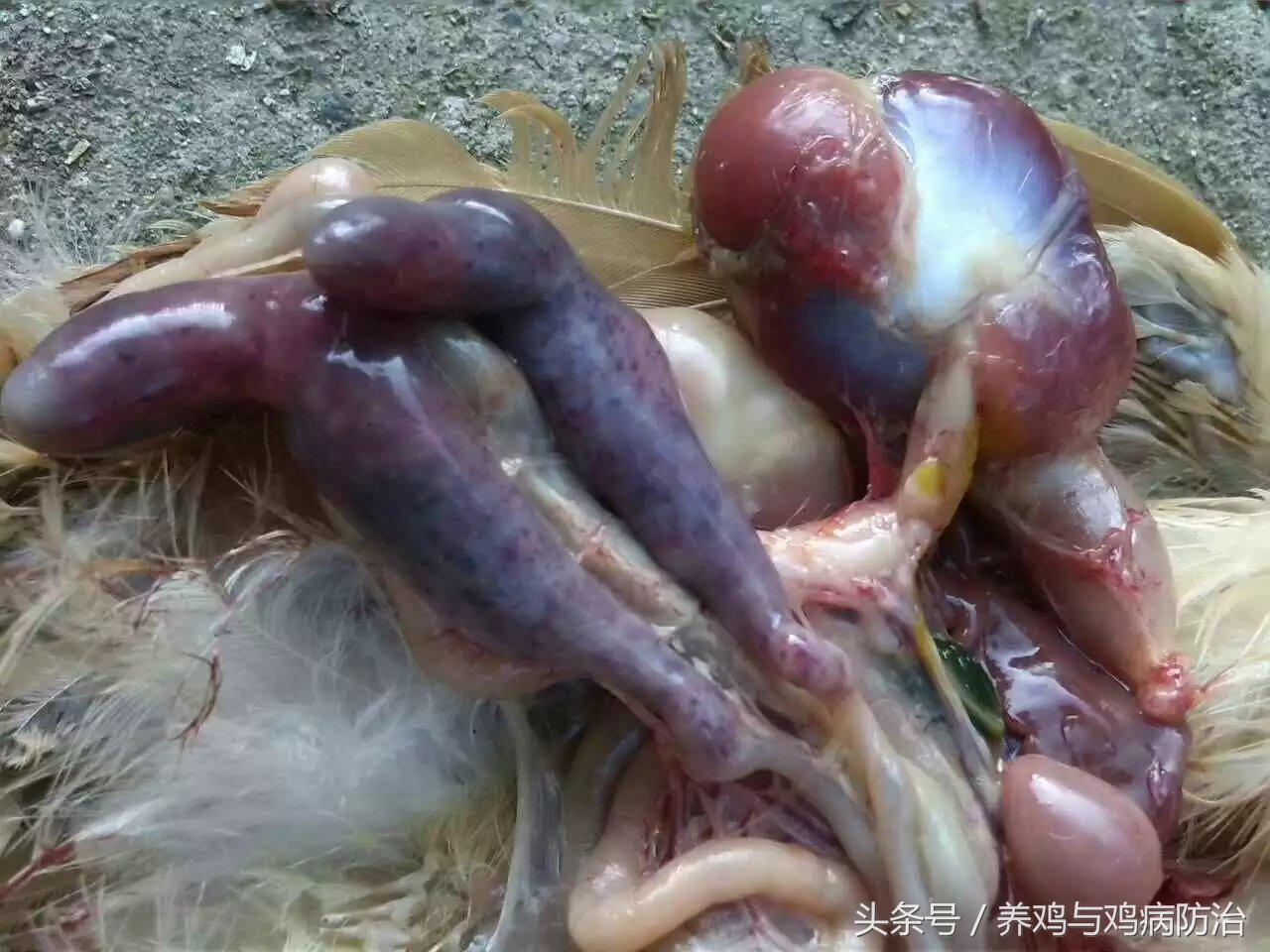 养鸡大全全部视频,养鸡视频大全100只鸡