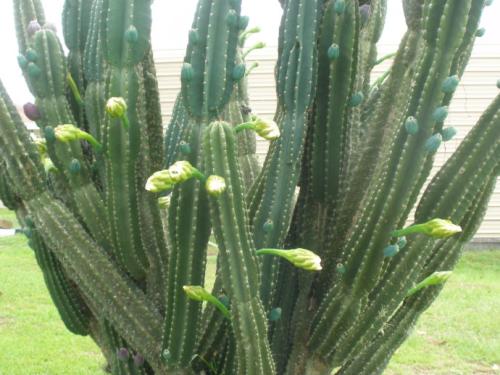 划划手机养养眼，让多肉美拍缓解你的疲劳，静下来明天再出发！