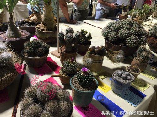 仙人掌有什么知识,仙人掌植物生长的小知识