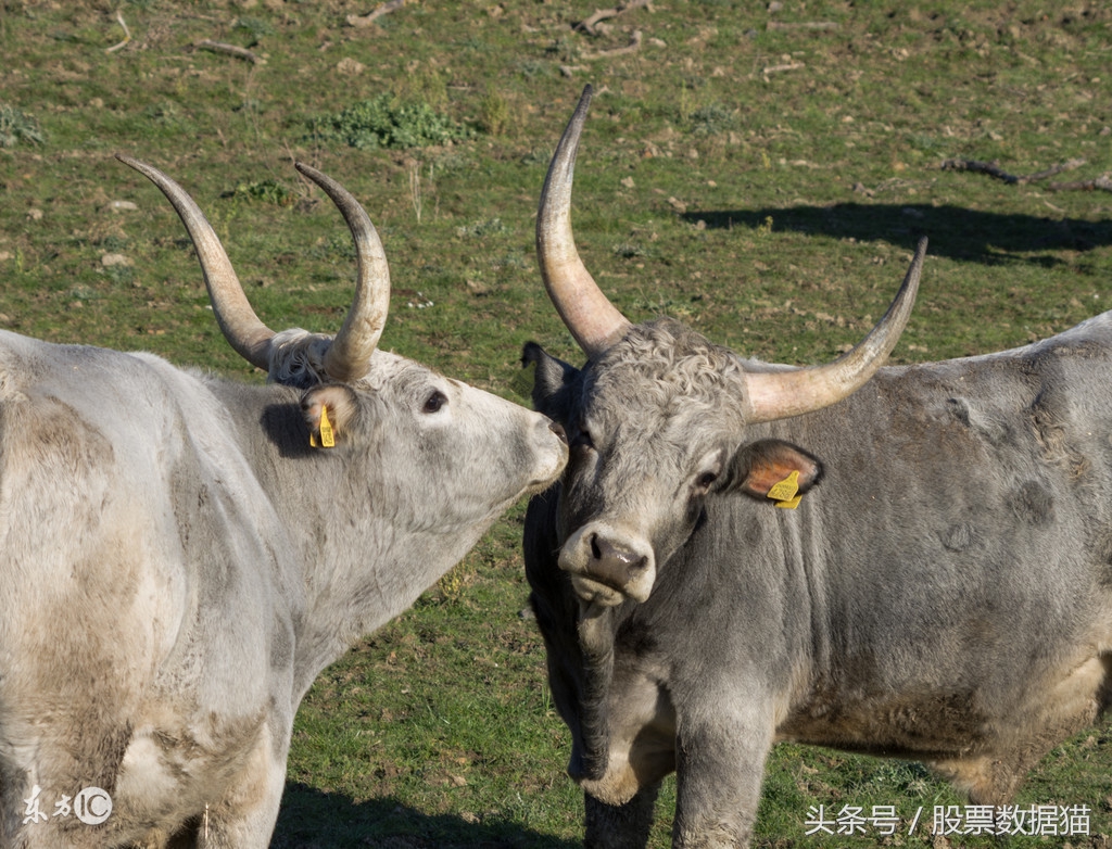 股市慢牛股,慢牛股一览表最新