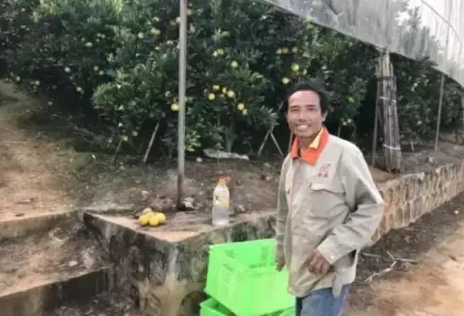 褚橙成功秘诀,褚橙一亩产多少