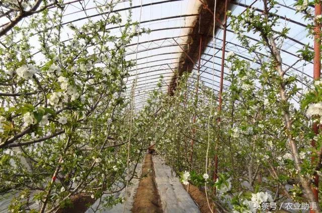 大樱桃树苗出售,大樱桃栽培技术丛书