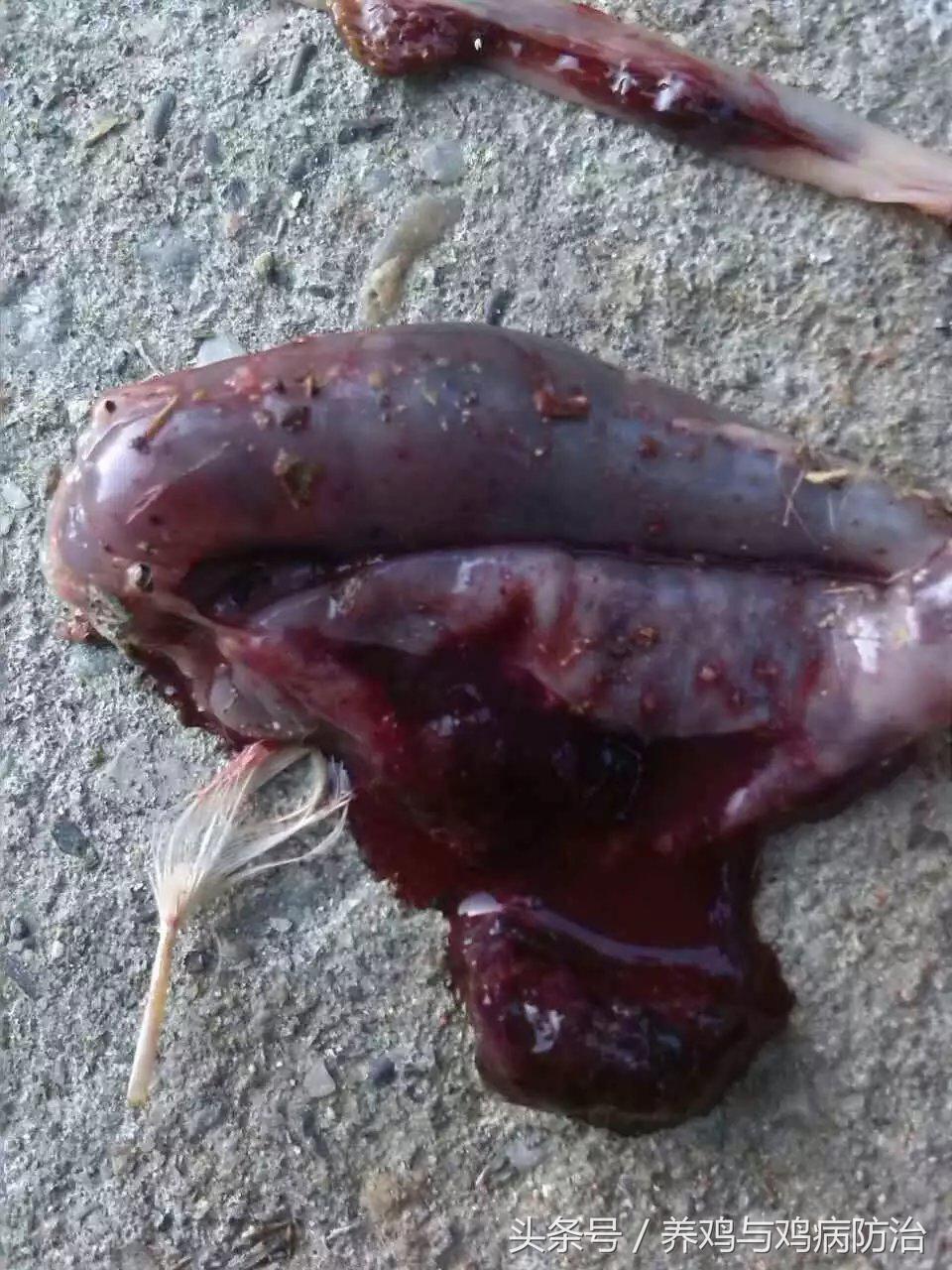 养鸡大全全部视频,养鸡视频大全100只鸡