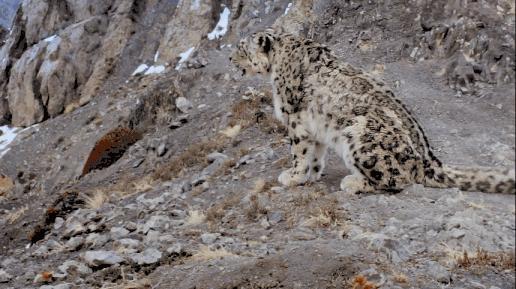 我打赌，这部「三级片」让你从此走上喵生巅峰！