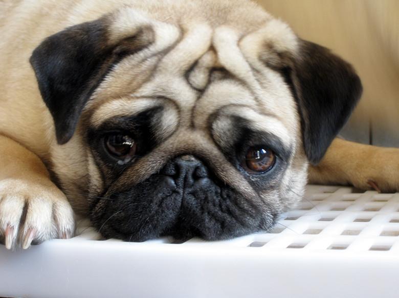 各种犬类名字大全,犬类图片大全