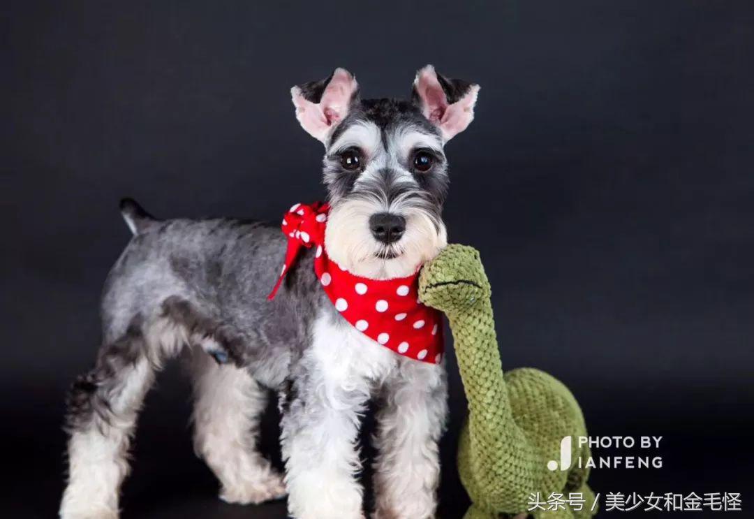 养狗人请注意,养狗人要经过学习持证养狗