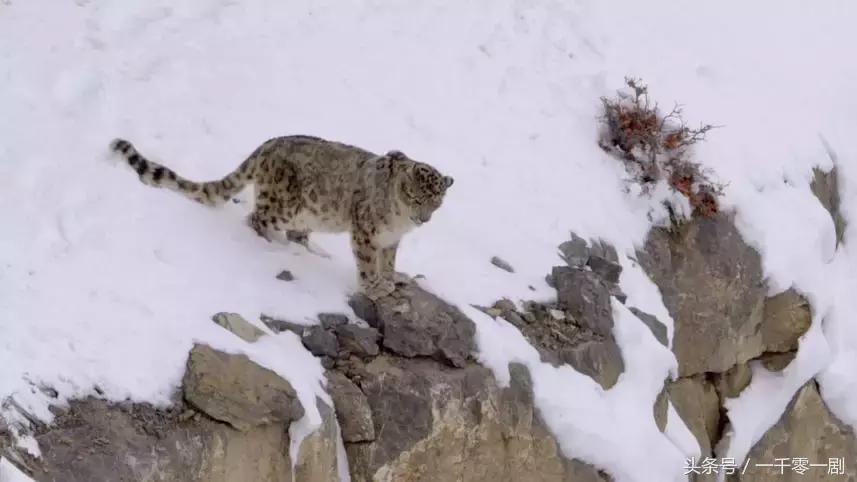 我打赌，这部「三级片」让你从此走上喵生巅峰！