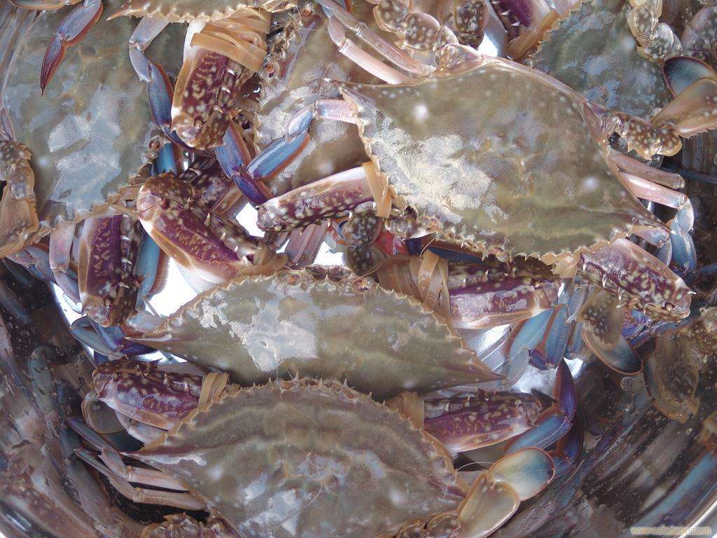 距离过年仅剩15天，营养学家支招买年货：春运如何把海鲜带回家