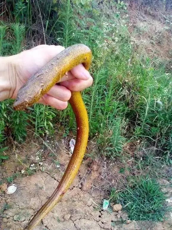 农村乡下水里的这些野货，你小时候有没有捉过？觉得好吃吗？