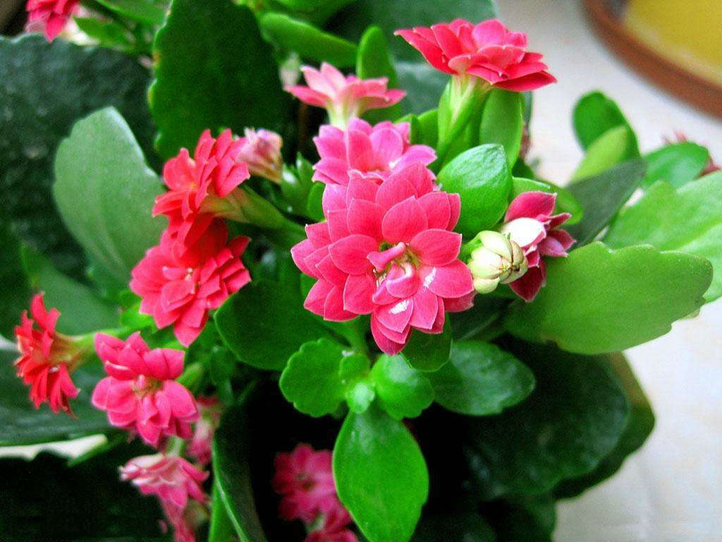 划划手机养养眼，让多肉美拍缓解你的疲劳，静下来明天再出发！