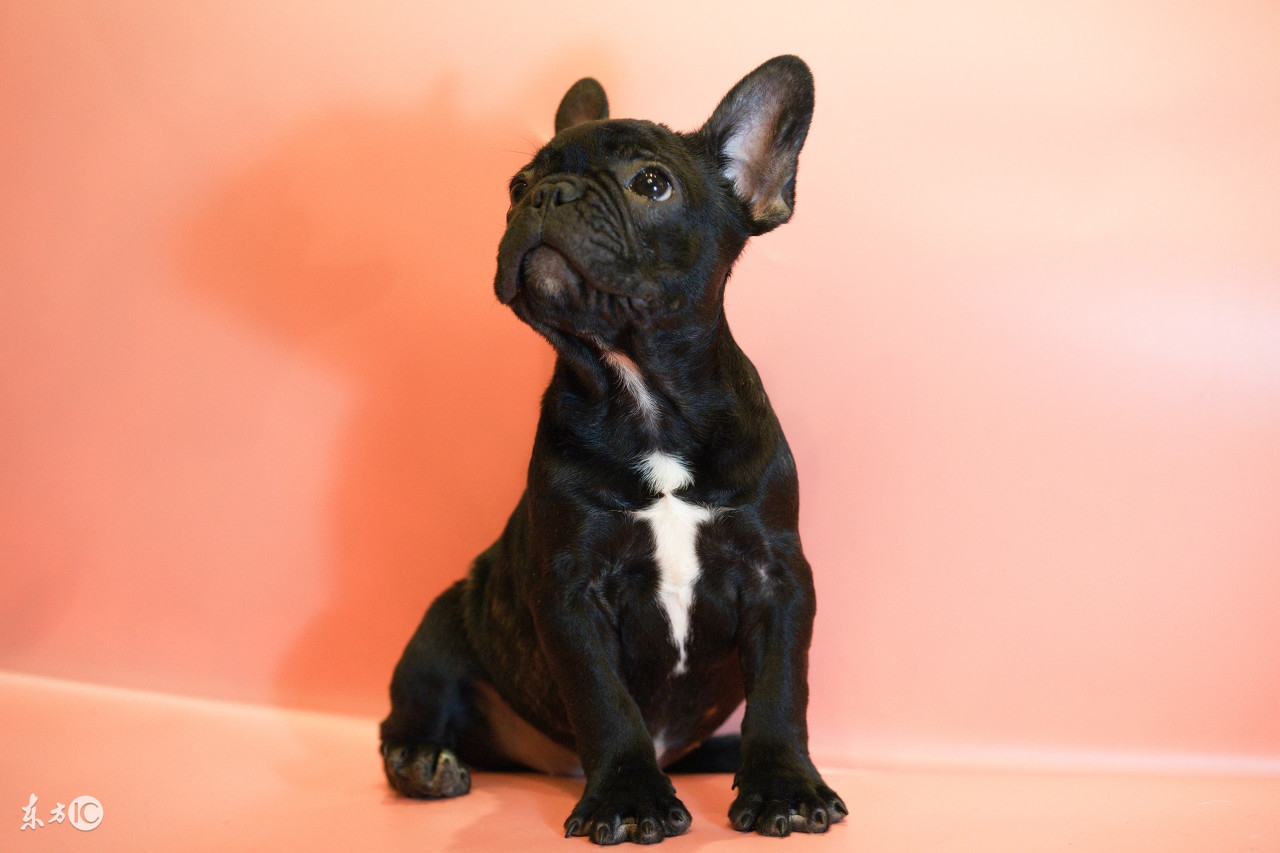 可爱的斗牛犬视频,法国斗牛犬训练大小便