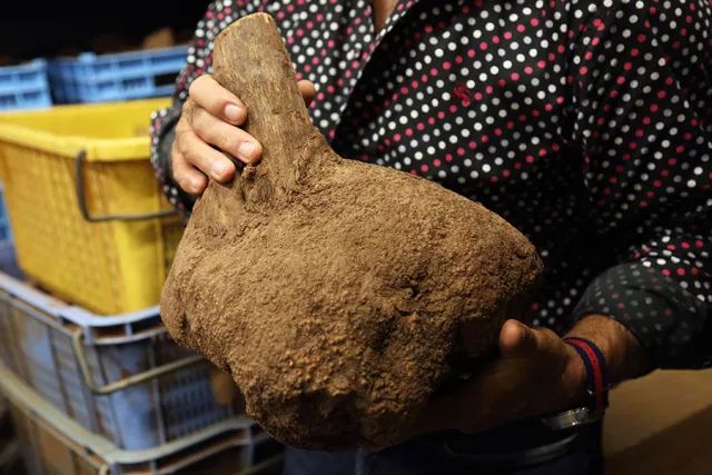 睿智和怡情——烟斗