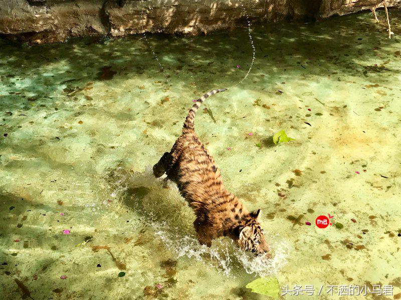 长隆野生动物园3天2晚亲子游,广州长隆野生动物园亲子游攻略