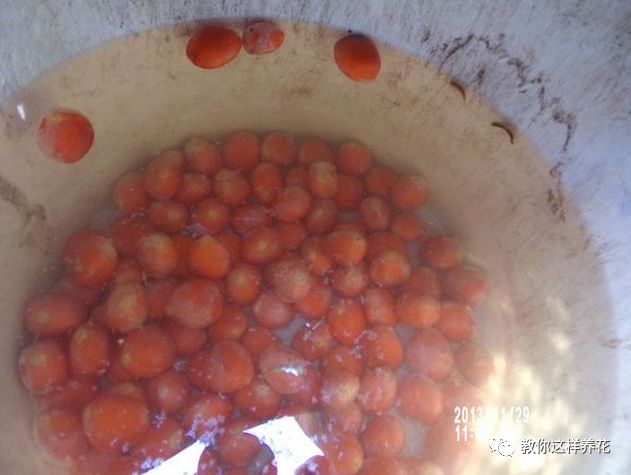 不用种子种的小盆栽简单教程,简单种子盆栽