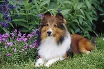 汪love汇汪星人，说你为什么爱吃翔？