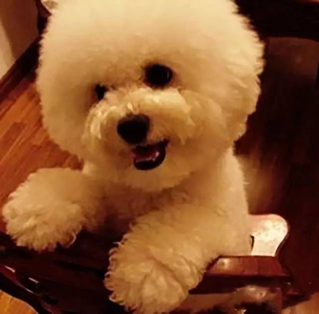 泰迪怎么那么乖,泰迪为啥这么乖