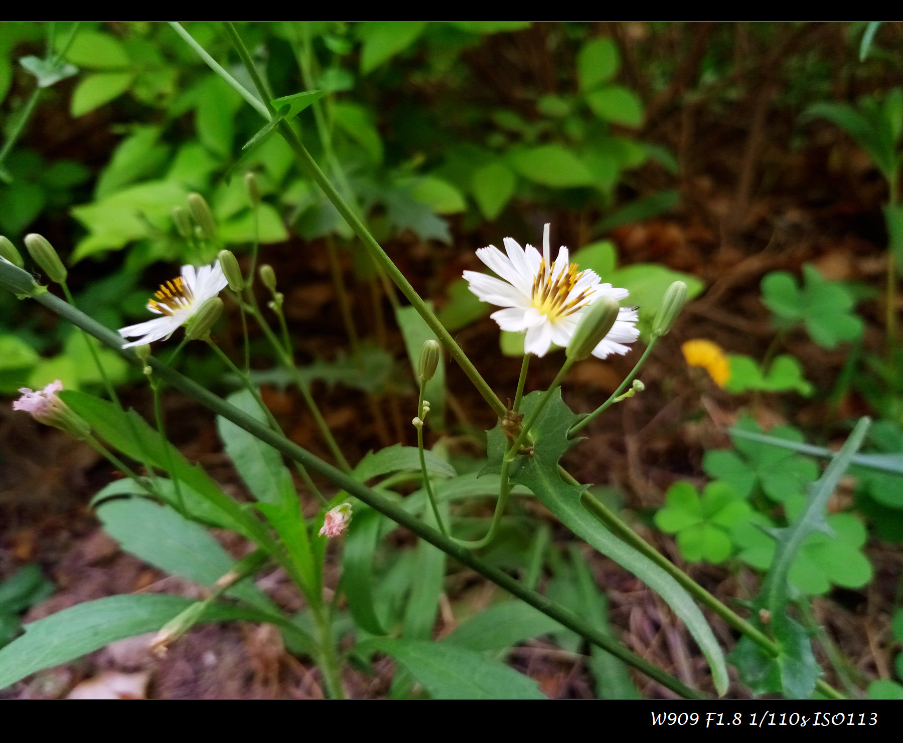 金立天鉴w909值得入手吗,金立天鉴w909翻盖手机