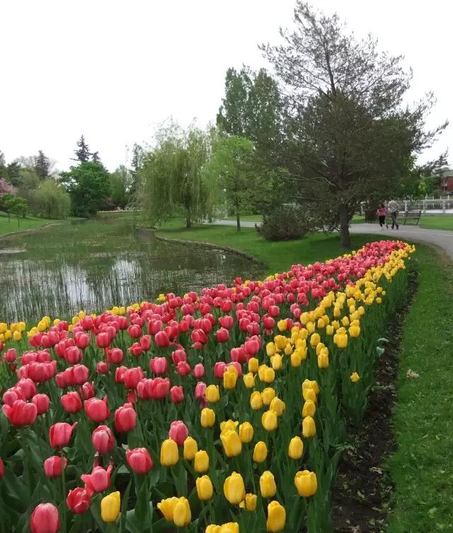 郁金香花节,全世界最大的郁金香