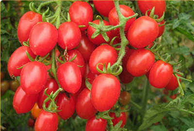 木瓜芒果凤梨猕猴桃,奇异果猕猴桃菠萝凤梨叫法