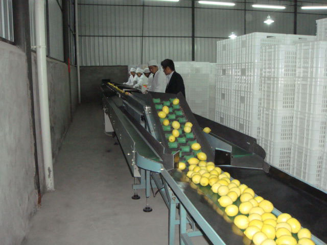 安岳柠檬电商发展迅猛 (安岳柠檬电商模式)