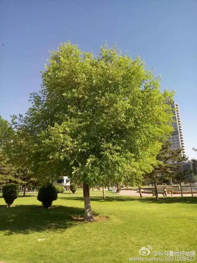 你仰望的天空是我眷恋的包头蓝!