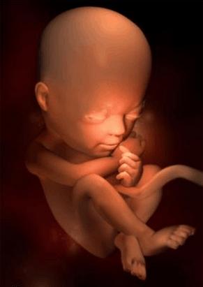 怀孕13-26周妈妈和孩子的变化,怀孕3周妈妈有什么变化