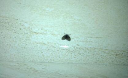 卫生间有小飞虫怎么消灭小妙招,卫生间有小飞虫买什么产品清除