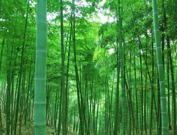 竹子竟然是最好的鱼竿！这个你要不知道就OUT了！