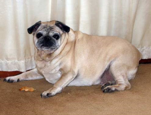 严重威胁狗狗生命的10大疾病（养宠必看）