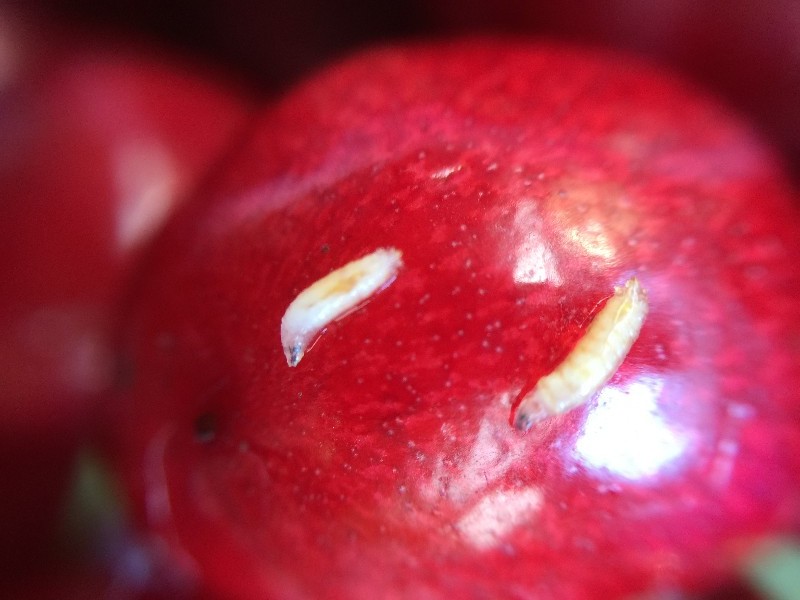 樱桃掰开里面有虫子,吃到樱桃里的虫子会怎么样