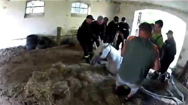 马卡深坑生命垂危，主人的一句话令它产生求生欲望，重获自由