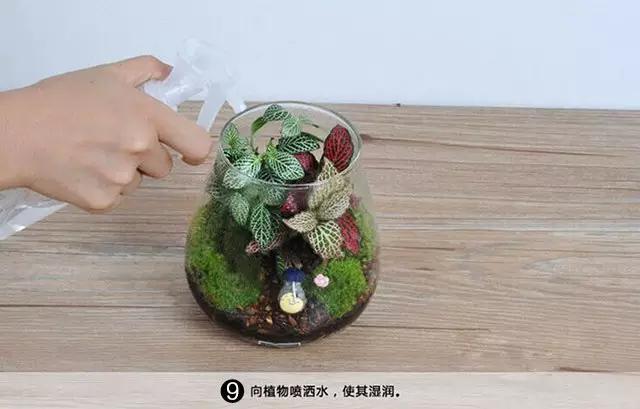 苔藓盆栽制作方法,苔藓植物盆栽制作