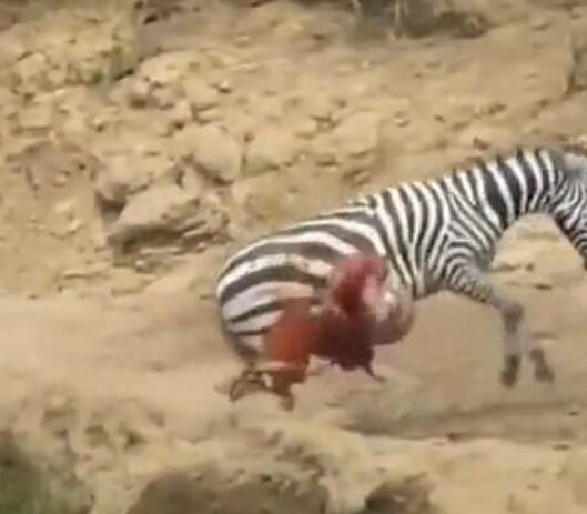 鳄鱼咬破蟒蛇的肚子,斑马被鳄鱼狠咬肚子后逃脱