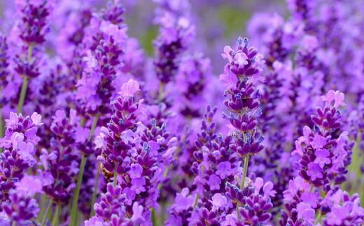 薰衣草什么时候开花最好,羊亭湿地公园春天薰衣草开花吗
