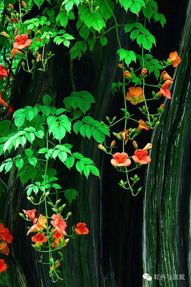 爬墙的花哪个爬得最快,爬墙很厉害的花卉